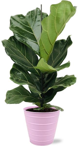 Ficus Lyrata – Ø17cm – ↕75cm + Bodhi Pot D18x17cm – Rosa