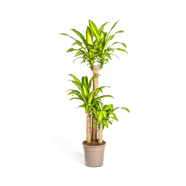 Dracaena Fragrans Massangeana Ø24cm – ↕140cm