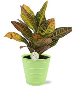 Codiaeum Petra – Ø17cm – ↕45cm + Bodhi Pot D18x17cm – Grün