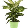 Dieffenbachia Mars – Ø17cm – ↕50cm + Bodhi Pot D18x17cm – Grün