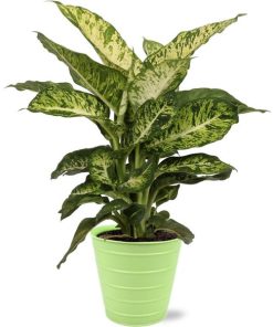 Dieffenbachia Mars – Ø17cm – ↕50cm + Bodhi Pot D18x17cm – Grün