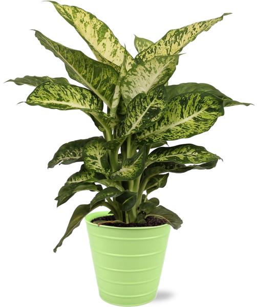 Dieffenbachia Mars – Ø17cm – ↕50cm + Bodhi Pot D18x17cm – Grün