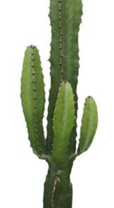 Euphorbia Acrurensis – Ø17cm – ↕50cm + Bodhi Pot D18x17cm – Grün