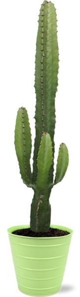 Euphorbia Acrurensis – Ø17cm – ↕50cm + Bodhi Pot D18x17cm – Grün