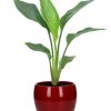 Strelitzia Reginae – Ø12cm – ↕35cm + Bowl Pot D13/14.5x13cm – Rot