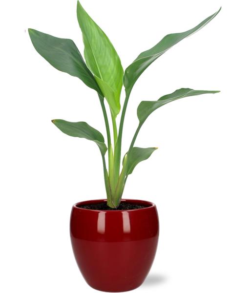 Strelitzia Reginae – Ø12cm – ↕35cm + Bowl Pot D13/14.5x13cm – Rot