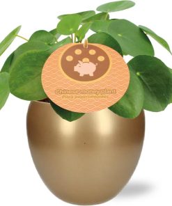 Pilea Peperomioides – Ø12cm – ↕20cm + Bowl Pot D13/14.5x13cm – Gold