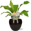 Asplenium Nidus – Ø12cm – ↕35cm + Bowl Pot D13/14.5x13cm – Schwarz