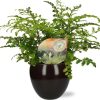 Asplenium Parvati – Ø12cm – ↕35cm + Bowl Pot D13/14.5x13cm – Schwarz