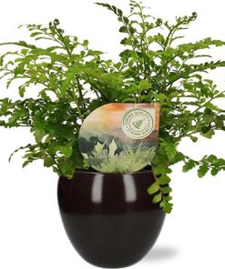 Asplenium Parvati – Ø12cm – ↕35cm + Bowl Pot D13/14.5x13cm – Schwarz