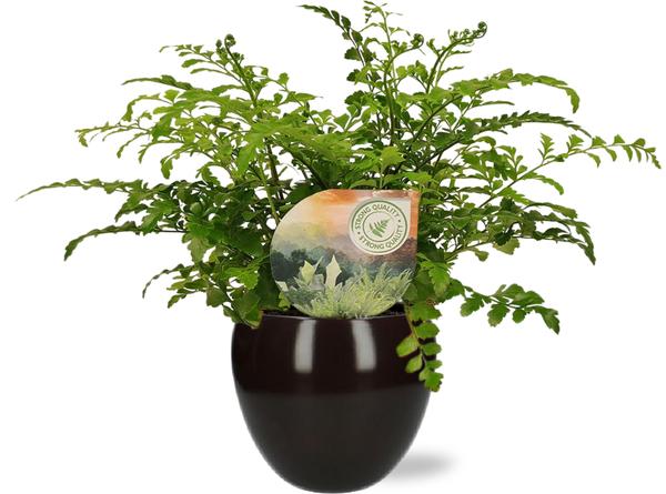 Asplenium Parvati – Ø12cm – ↕35cm + Bowl Pot D13/14.5x13cm – Schwarz