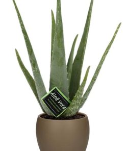 Aloe vera – Ø12cm – ↕40cm + Bowl Pot D13/14,5x13cm – Braun