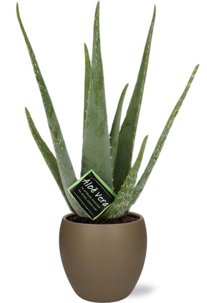 Aloe vera – Ø12cm – ↕40cm + Bowl Pot D13/14,5x13cm – Braun