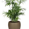 Chamaedorea Elegans – Ø12cm – ↕40cm + Bowl Pot D13/14,5x13cm – Braun