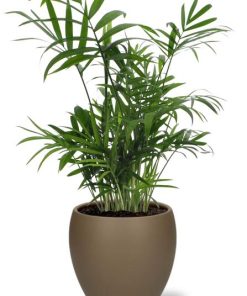 Chamaedorea Elegans – Ø12cm – ↕40cm + Bowl Pot D13/14,5x13cm – Braun