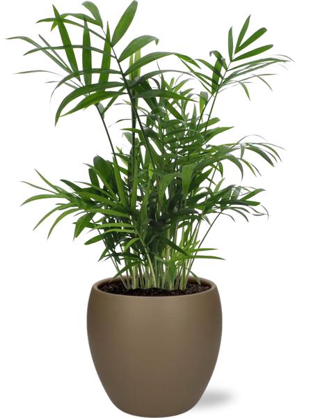 Chamaedorea Elegans – Ø12cm – ↕40cm + Bowl Pot D13/14,5x13cm – Braun