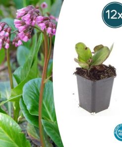 Bergenia cordifolia ‚Herbstblüte‘ – ↕10-25cm – Ø9cm – 12x