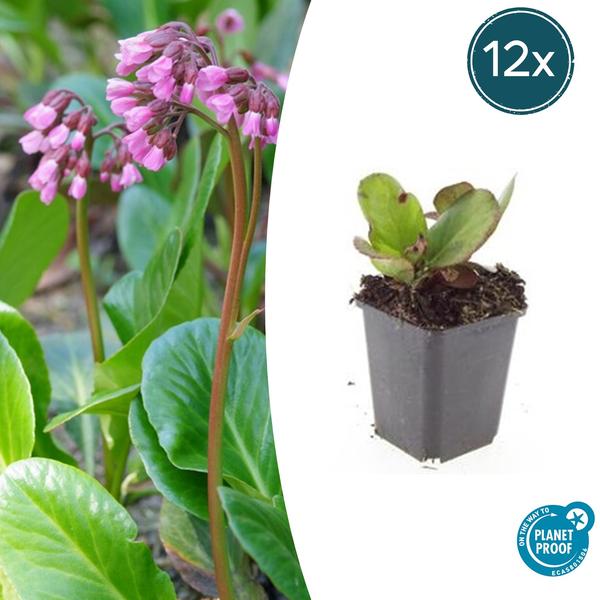 Bergenia cordifolia ‚Herbstblüte‘ – ↕10-25cm – Ø9cm – 12x