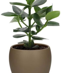 Clusia Rosea Princess – Ø12cm – ↕15cm + Bowl Pot D13/14.5x13cm – Braun