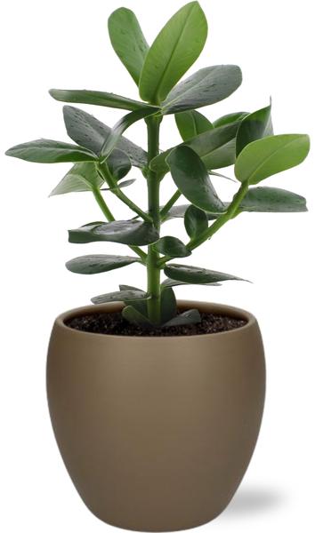 Clusia Rosea Princess – Ø12cm – ↕15cm + Bowl Pot D13/14.5x13cm – Braun