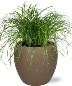 Cyperus Alternifolius – Ø12cm – ↕20cm + Bowl Pot D13/14.5x13cm – Braun