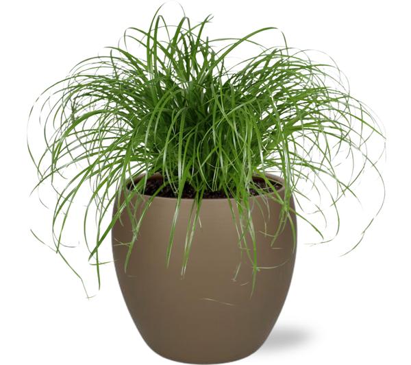 Cyperus Alternifolius – Ø12cm – ↕20cm + Bowl Pot D13/14.5x13cm – Braun