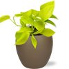 Epipremnum Golden Pothos – Ø12cm – ↕15cm + Bowl Pot D13/14.5x13cm – Braun