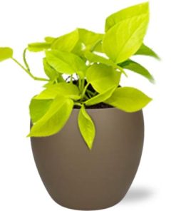 Epipremnum Golden Pothos – Ø12cm – ↕15cm + Bowl Pot D13/14.5x13cm – Braun