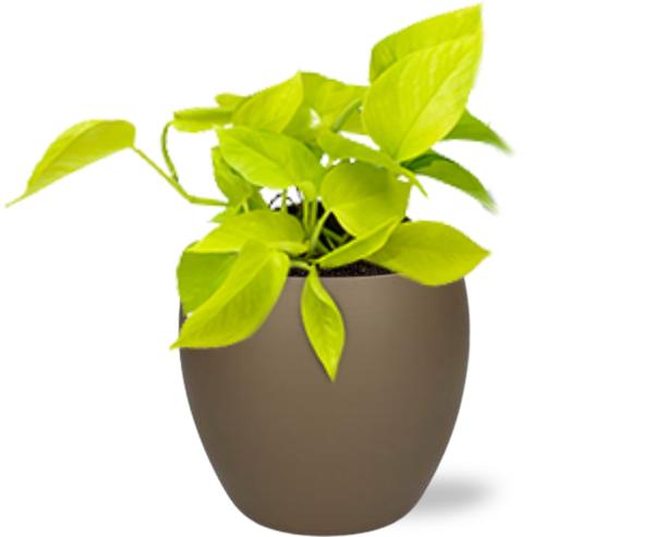 Epipremnum Golden Pothos – Ø12cm – ↕15cm + Bowl Pot D13/14.5x13cm – Braun