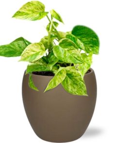 Epipremnum Happy Leaf – Ø12cm – ↕15cm + Bowl Pot D13/14.5x13cm – Braun