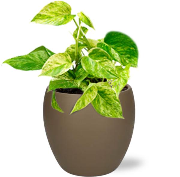 Epipremnum Happy Leaf – Ø12cm – ↕15cm + Bowl Pot D13/14.5x13cm – Braun