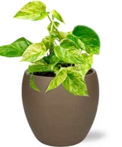 Epipremnum Marble Queen – Ø12cm – ↕15cm + Bowl Pot D13/14.5x13cm – Braun