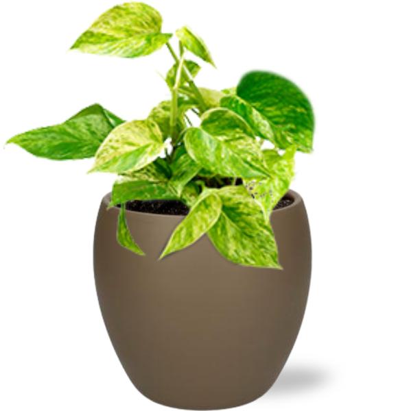 Epipremnum Marble Queen – Ø12cm – ↕15cm + Bowl Pot D13/14.5x13cm – Braun