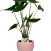 Alocasia Zebrina – Ø19cm – ↕75cm + Bowl Pot D19/21×18,5cm – Rosa Alocasia Zebrina – Ø19cm – ↕75cm + Bowl Pot D19/21×18,5cm – Rosa