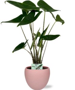 Alocasia Zebrina – Ø19cm – ↕75cm + Bowl Pot D19/21×18,5cm – Rosa