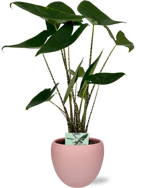 Alocasia Zebrina – Ø19cm – ↕75cm + Bowl Pot D19/21×18,5cm – Rosa