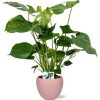 Monstera Deliciosa – Ø19cm – 60cm + Bowl Pot D19/21×18,5cm – Rosa