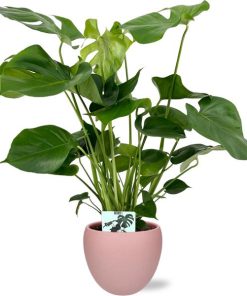 Monstera Deliciosa – Ø19cm – 60cm + Bowl Pot D19/21×18,5cm – Rosa