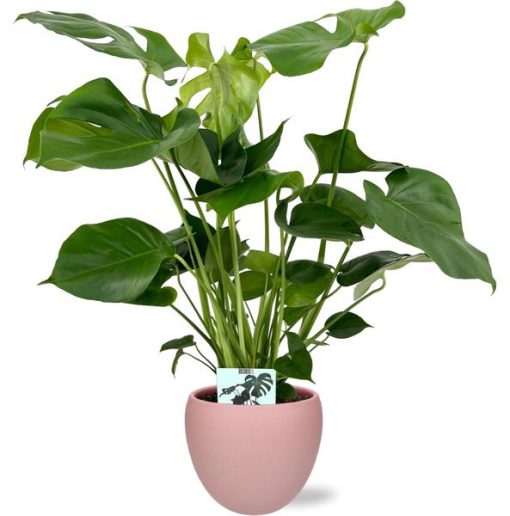 Monstera Deliciosa - Ø19cm - 60cm + Bowl Pot D19/21x18,5cm - Rosa