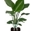 Strelitzia Nicolai – Ø19cm – ↕90cm + Bowl Pot D19/21×18,5cm – Schwarz