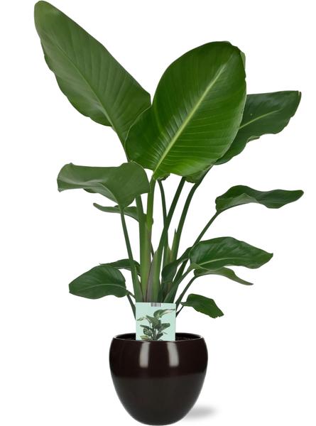 Strelitzia Nicolai – Ø19cm – ↕90cm + Bowl Pot D19/21×18,5cm – Schwarz