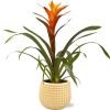 Guzmania Variada – Ø12cm – ↕50cm + Bubble Pot D12,5×11,5cm – Gold