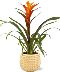 Guzmania Variada – Ø12cm – ↕50cm + Bubble Pot D12,5×11,5cm – Gold