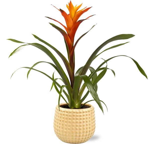 Guzmania Variada – Ø12cm – ↕50cm + Bubble Pot D12,5×11,5cm – Gold