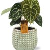 Anthurium Clarinervium – Ø15cm – ↕25cm + Bubble Pot D16,5x15cm – Grün