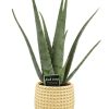 Aloe Vera – Ø19cm – ↕70cm + Bubble Pot D19,5×17,5cm – Gold