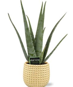 Aloe Vera – Ø19cm – ↕70cm + Bubble Pot D19,5×17,5cm – Gold