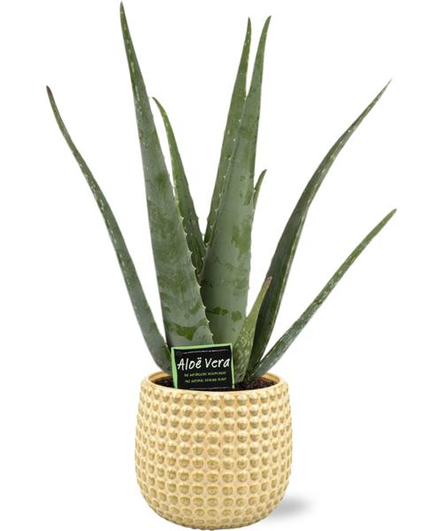 Aloe Vera – Ø19cm – ↕70cm + Bubble Pot D19,5×17,5cm – Gold