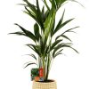 Howea Forsteriana – Ø19cm – ↕80cm + Bubble Pot D19,5×17,5cm – Gold