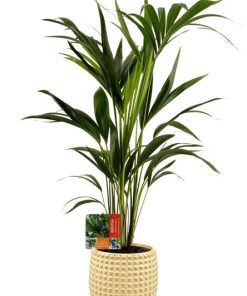 Howea Forsteriana – Ø19cm – ↕80cm + Bubble Pot D19,5×17,5cm – Gold